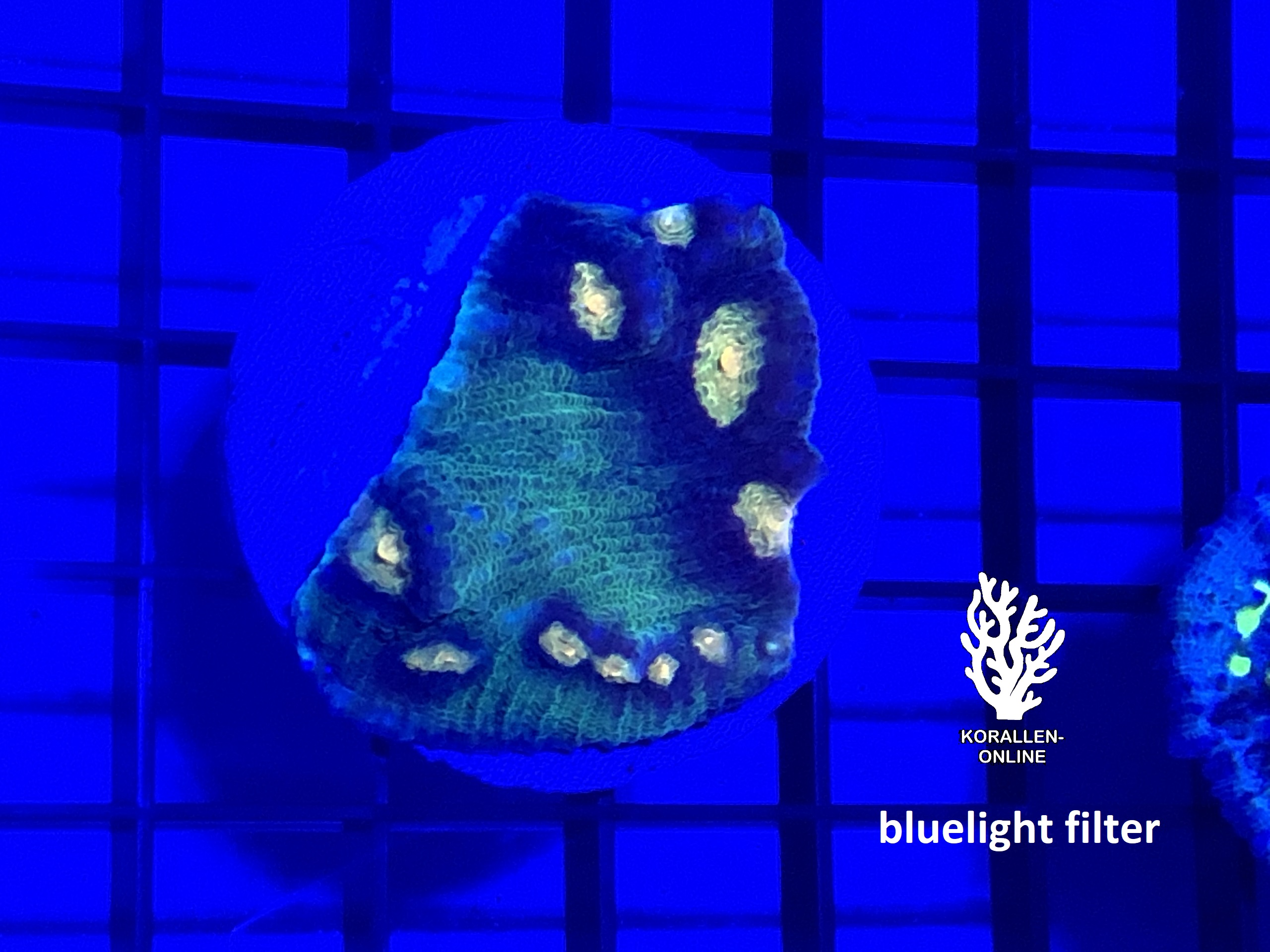 Produktbild Echinophyllia spp. Raja Rampage shadow bluelight