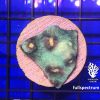 Produktbild Echinophyllia spp. Raja Rampage fullspectrum