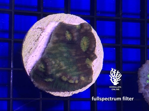 Produktbild Echinophyllia spp. Raja Rampage shadow fullpectrum