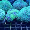 Produktbild Euphyllia paraancora green Premium Gruppe