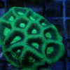 Grüne Favia mit intensiv leuchtenden Polypen