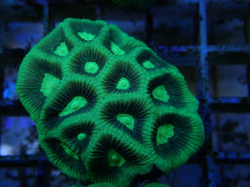 Grüne Favia mit intensiv leuchtenden Polypen