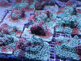 Favites pentagona warcoral Premium