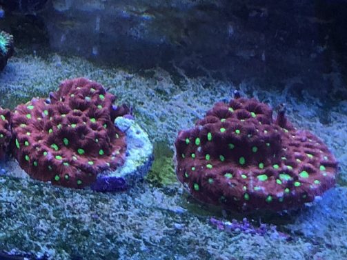 Produktbild Favites pentagona red ultra Frag