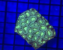 Goniastrea spp. green FRAG