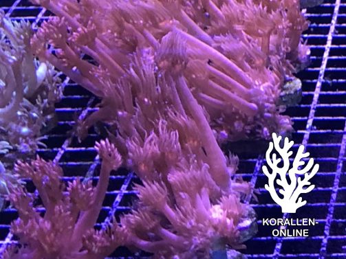 Produktbild Goniopora red FRAG