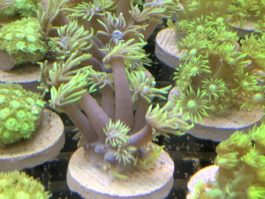 Goniopora spp. grün FRAG