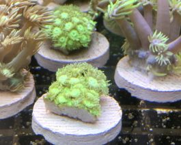 Goniopora spp. green short FRAG