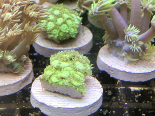 Produktbild Goniopora spp green short FRAG