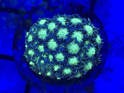 Produktbild Goniopora spp. Ultra green