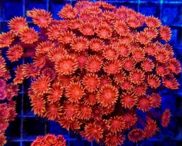 Goniopora spp. red Frag