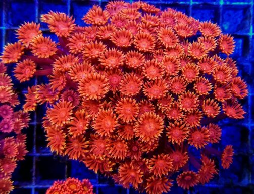 Produktbild Goniopora spp. red large