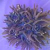 Produktbild Heliofungia actiniformis