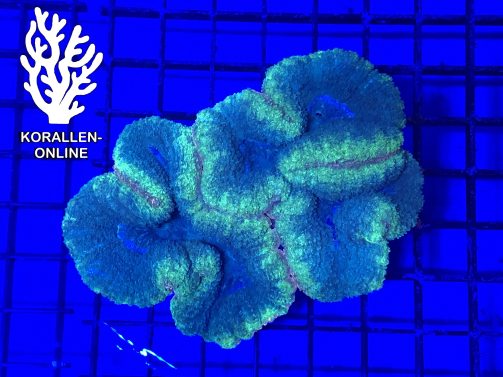 Produktbild Lobophyllia spp. green