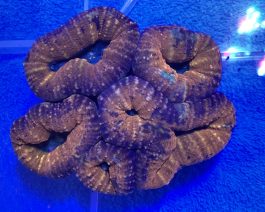 Lobophyllia spp. large