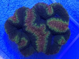 Lobophyllia spp. large