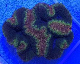 Lobophyllia spp. large