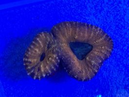 Lobophyllia spp. medium