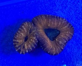 Lobophyllia spp. medium