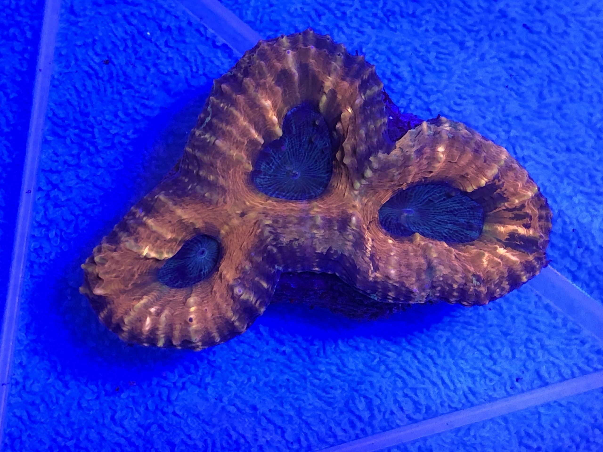 Porduktbild Lobophyllia spp. medium