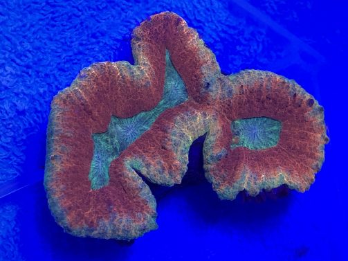 Produktbild obophyllia spp. medium