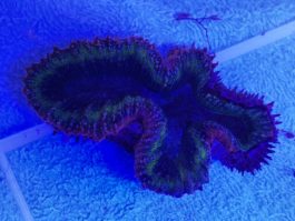 Lobophyllia spp. medium