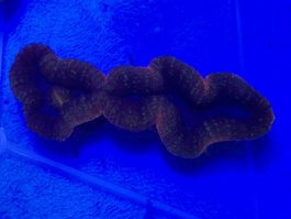 Lobophyllia spp. large