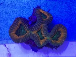 Lobophyllia spp. medium