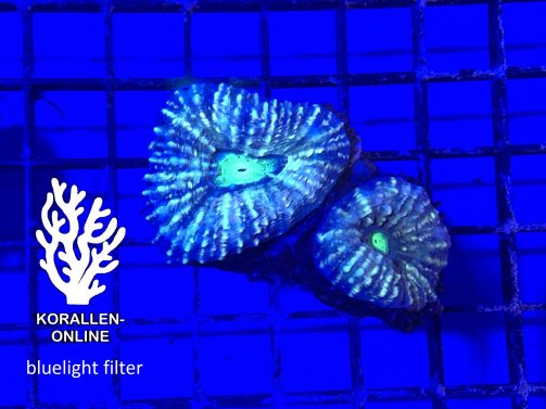 Produktbild Lobophyllia spp. premium grün blau