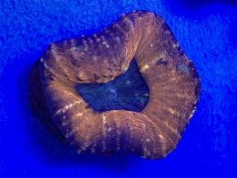 Lobophyllia spp. small
