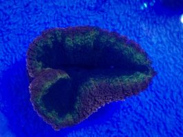 Lobophyllia spp. small