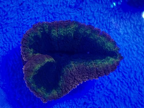 Produkbild Lobophyllia spp. small