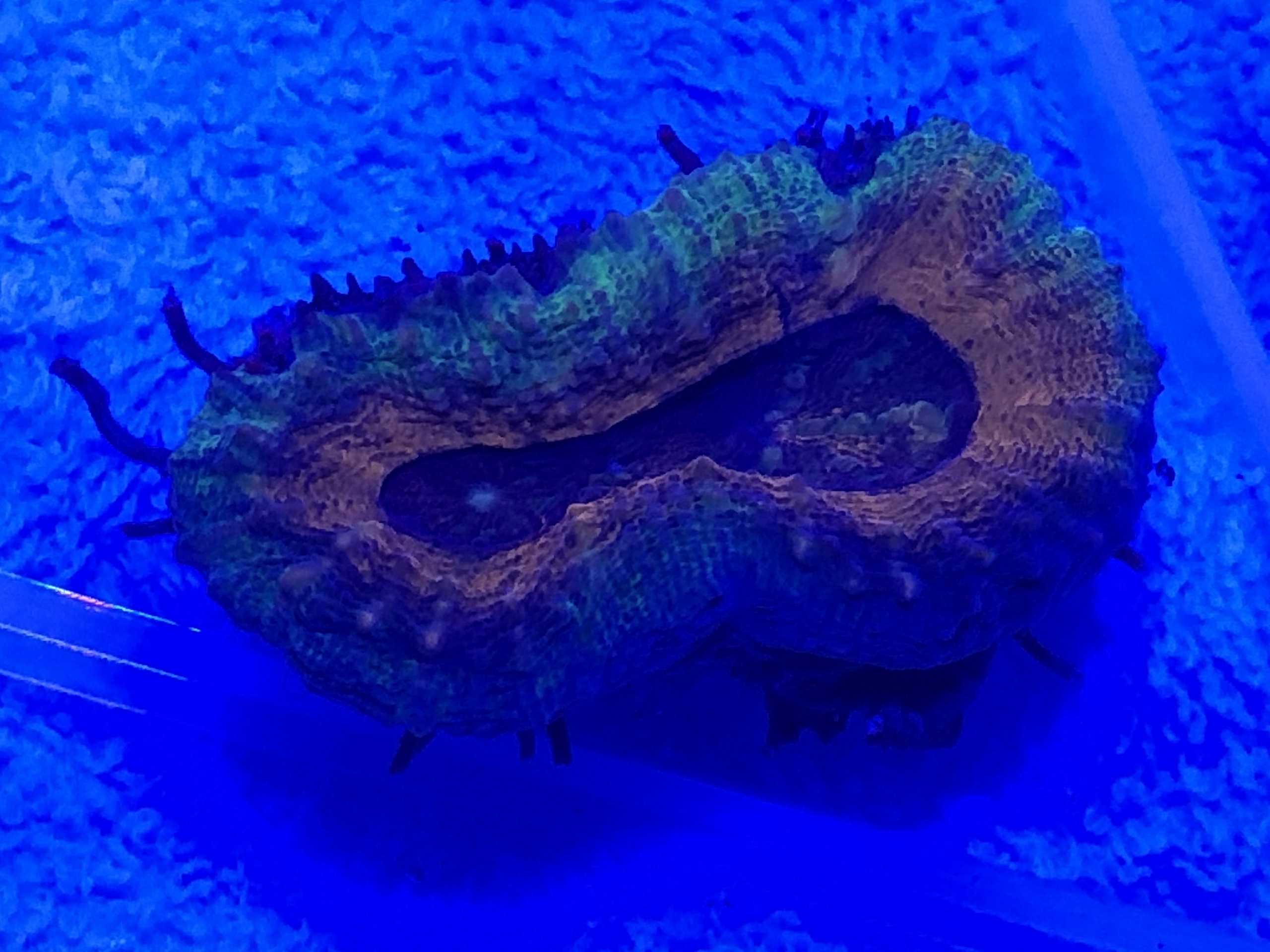 Produktbild Lobophyllia spp. small