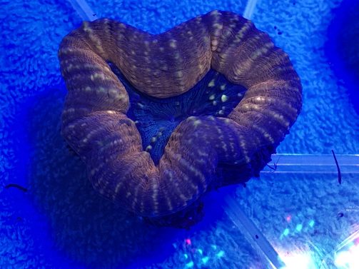 Produktbild Lobophyllia spp. smal