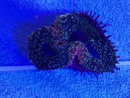 Lobophyllia spp. small