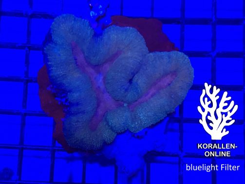 Produktblid Lobophyllia spp. grün purple