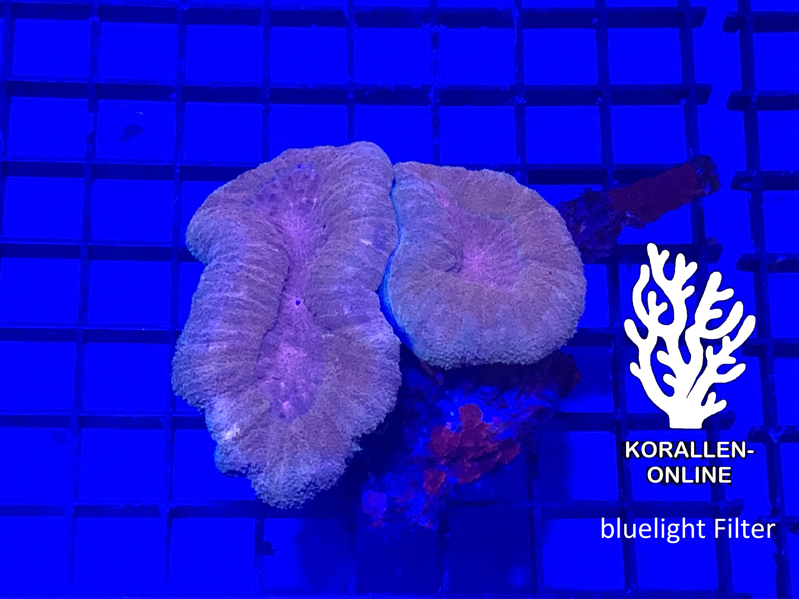 Produktbild Lobophyllia spp. rotbraun