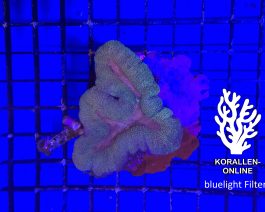 Lobophyllia spp. small