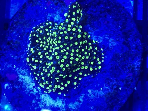 Produktbild Montipora spp. Superman green Frag
