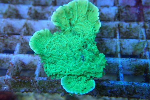 Produktbild Montipora capricornis neongrün