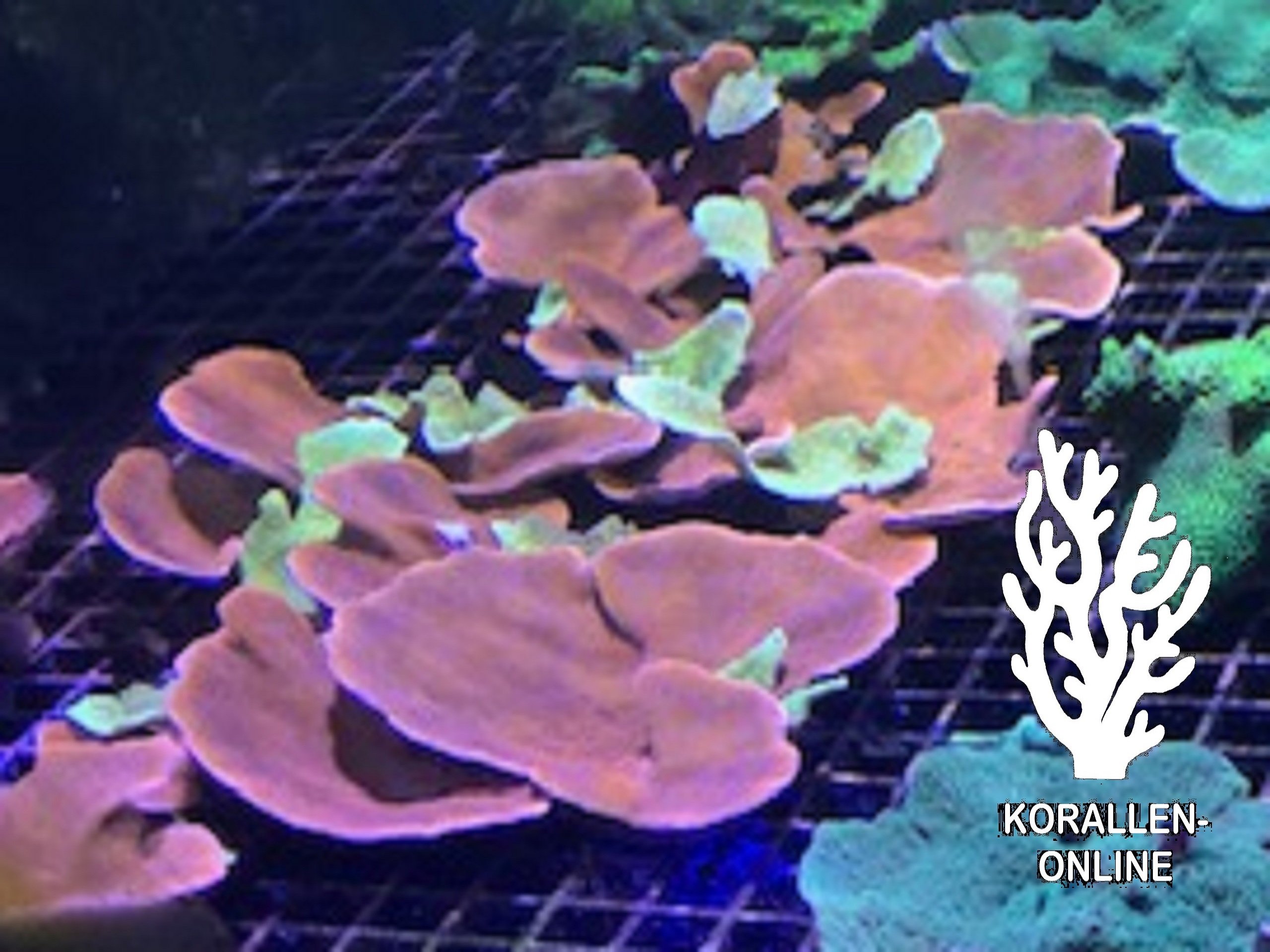 Produktbild Montipora combi