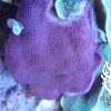 Produktbild Monitpora danae violett