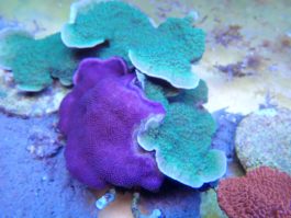 Montipora spp. violett