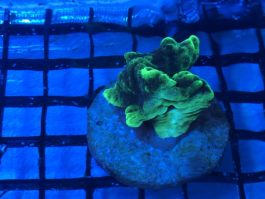 Montipora spp.