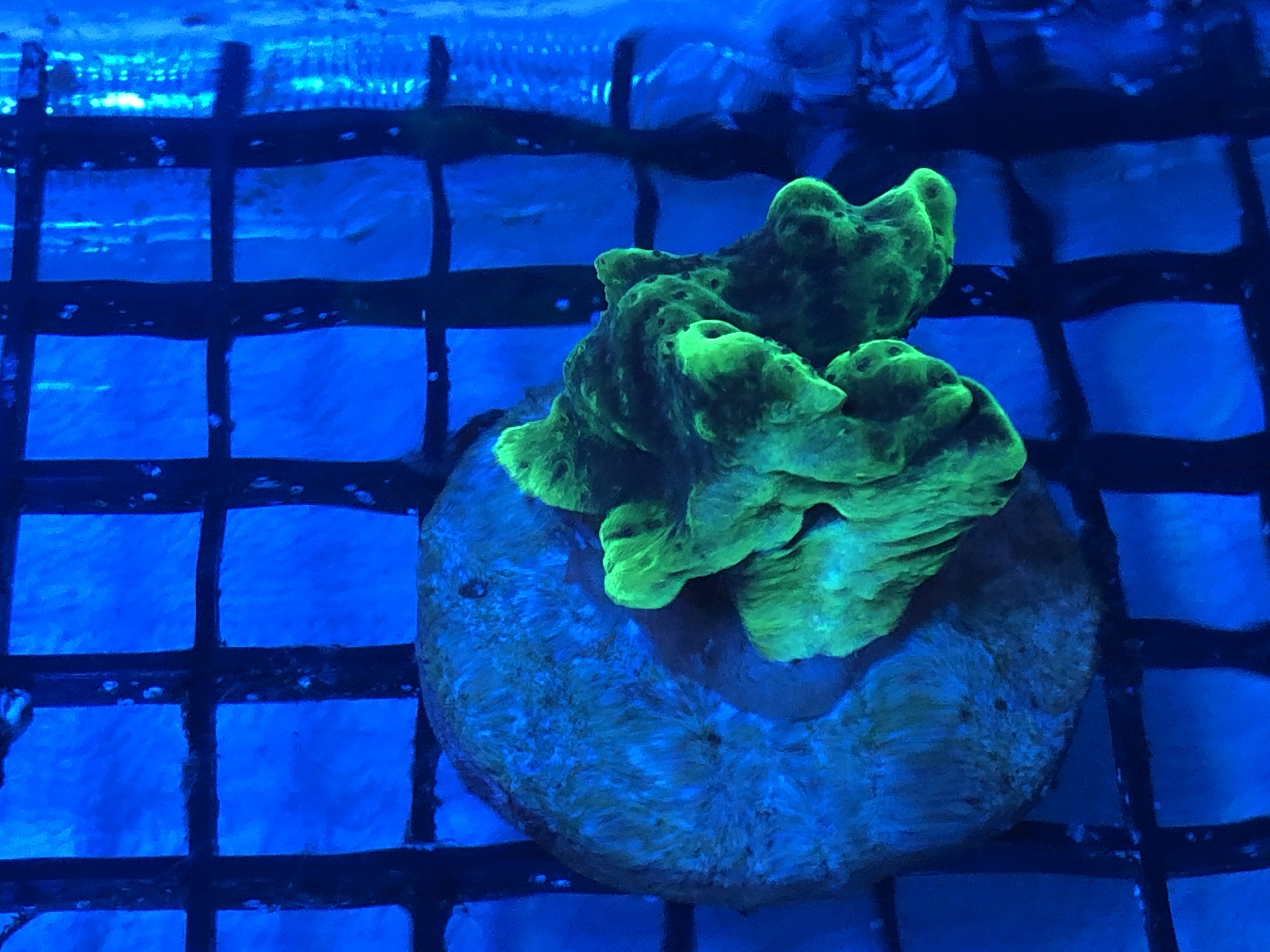 Produktbild Montipora spp. green