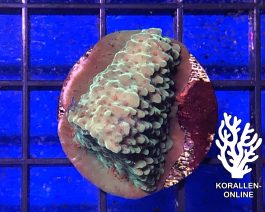 Montipora spp. grün FRAG