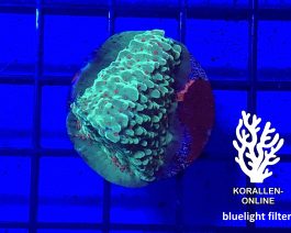 Montipora spp. grün FRAG