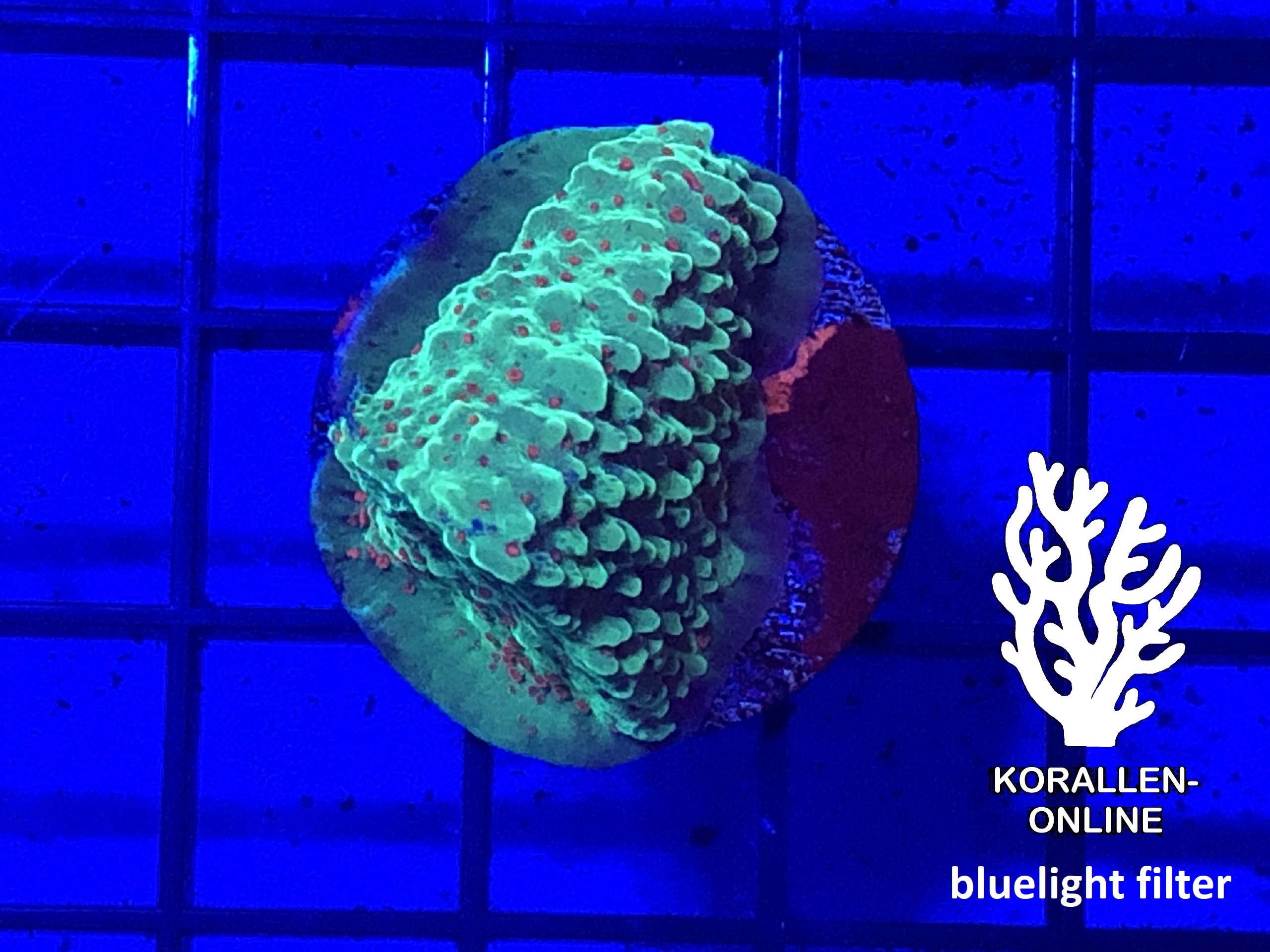 Produktbild Montipora spp. grün bluelight