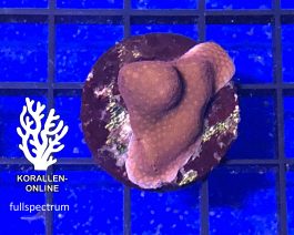 Montipora spp. rot FRAG