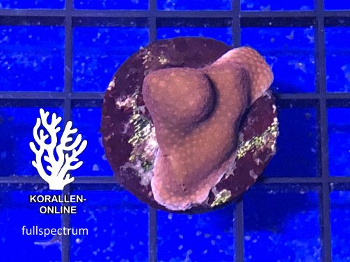 Produktbild Montipora spp. rot